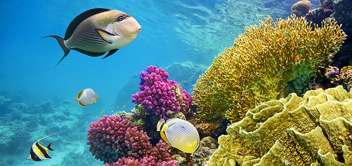 https://cdn1.pokupon.ua/uploaded/new_campaign_pictures/557316/data/main720x340/shutterstock_287417138.jpg?1549614366