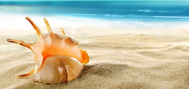 https://cdn1.pokupon.ua/uploaded/new_campaign_pictures/562843/data/main620x292/Shells_Sea_Beach_Sand_513034_1366x768.jpg?1551187965