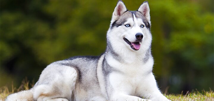 https://cdn1.pokupon.ua/uploaded/new_campaign_pictures/568176/data/main720x340/shutterstock_494351845.jpg?1553101330