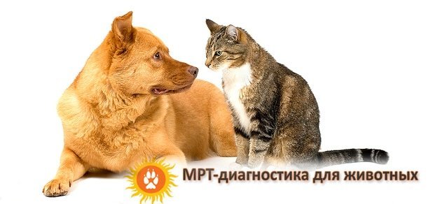 https://cdn1.pokupon.ua/uploaded/new_campaign_pictures/56895/data/main620x292/%D0%B3%D0%BB%D0%B0%D0%B2%D0%BD-1.jpg?1454683881