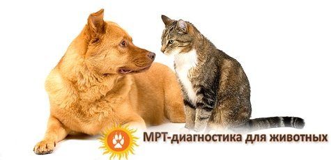 МРТ-диагностика для животных -37%