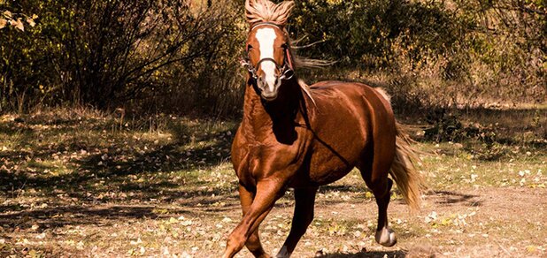 https://cdn1.pokupon.ua/uploaded/new_campaign_pictures/610718/data/main620x292/JokhYEq1L1s.jpg?1563443779