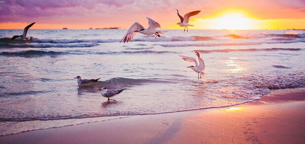 https://cdn1.pokupon.ua/uploaded/new_campaign_pictures/620884/data/main620x292/Sea_Gull_Birds_Sunrises_439797.jpg?1566300042