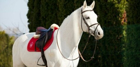 Скидка до 52% на прокат лошадей в «IloveMyHorse»
