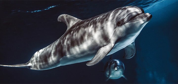 https://cdn1.pokupon.ua/uploaded/new_campaign_pictures/642787/data/main720x340/6.jpg?1572970901