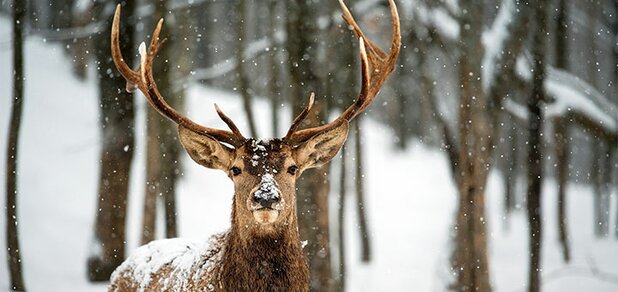 https://cdn1.pokupon.ua/uploaded/new_campaign_pictures/644632/data/main620x292/rabstol_net_deers_0920191112-6239-4y1h7k.jpg?1573550386