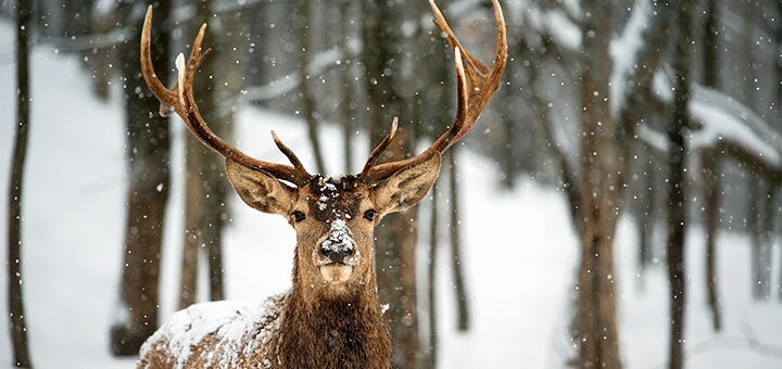 https://cdn1.pokupon.ua/uploaded/new_campaign_pictures/644632/data/main720x340/rabstol_net_deers_0920191112-6239-4y1h7k.jpg?1573550386