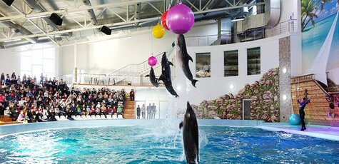 Скидка 50% на билеты в дельфинарий «Оскар»