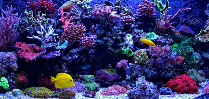 https://cdn1.pokupon.ua/uploaded/new_campaign_pictures/660050/data/main720x340/shutterstock_775396273.jpg?1577441253