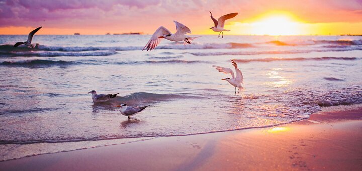 https://cdn1.pokupon.ua/uploaded/new_campaign_pictures/686800/data/main720x340/Sea_Gull_Birds_Sunrises_439797.jpg?1587986052