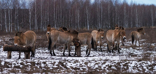 https://cdn1.pokupon.ua/uploaded/new_campaign_pictures/701477/data/main620x292/photo_2020-06-23_14-38-06.jpg?1592993073