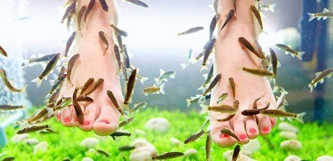 Массаж-пилинг ног рыбками в салоне «Eco Salon»