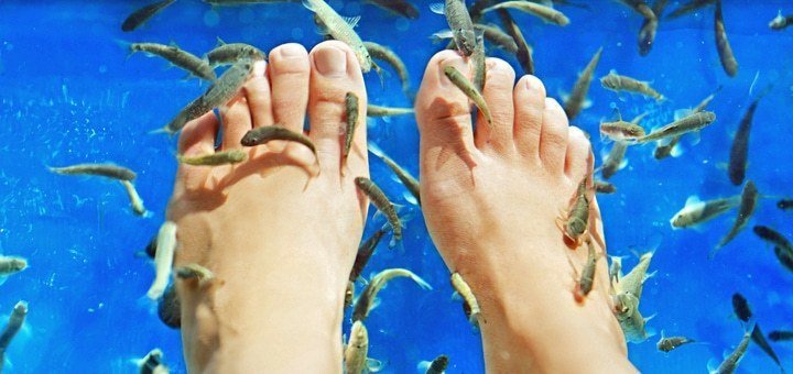 https://cdn1.pokupon.ua/uploaded/new_campaign_pictures/75285/data/main720x340/fish_shapka.jpg?1467808423