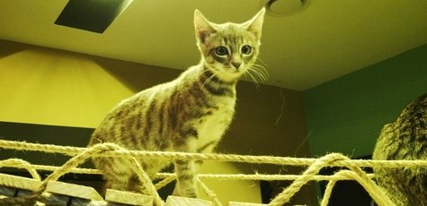 Скидка 50% на вход в котейню «Coffee and Сats»