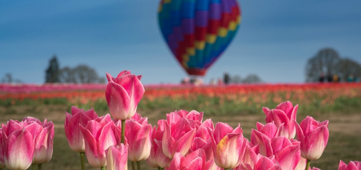 https://cdn1.pokupon.ua/uploaded/new_campaign_pictures/765682/data/main720x340/99px_ru_wallpaper_260224_rozovie_tulpani_na_perednem_plane_na_fone_vozdushnogo_%D0%B2%D0%B5%D1%8020210325-1900909-o4xpoq20210325-1945565-1mdtkwd20210326-132221-aa0eaa.jpg?1616751360