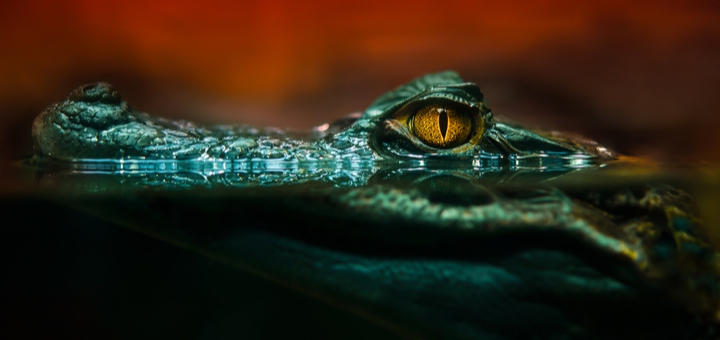 https://cdn1.pokupon.ua/uploaded/new_campaign_pictures/770981/data/main720x340/shutterstock_25486259520200907-18905-1hlplc220201015-22598-q5vp4p20210419-136728-w57ozp.jpg?1618839072