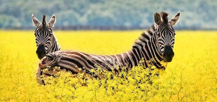 https://cdn1.pokupon.ua/uploaded/new_campaign_pictures/775593/data/main720x340/2_img-22110734504.jpg?1620932707