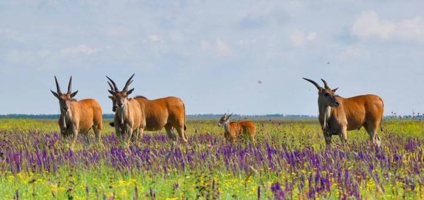 https://cdn1.pokupon.ua/uploaded/new_campaign_pictures/775605/data/main620x292/askaniya-nova-askaniya-nova-ukraina-askaniya-nova-hersonskaya-oblast-askaniya-nova-hersonskaya-oblas-57dc48b3edc0e.jpg?1620932708