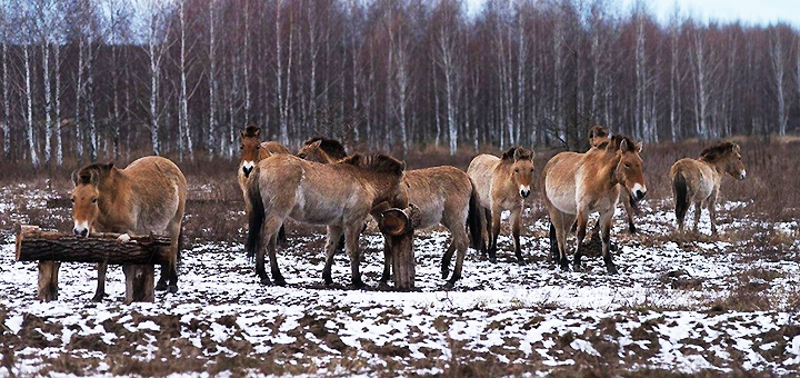 https://cdn1.pokupon.ua/uploaded/new_campaign_pictures/786747/data/main720x340/photo_2020-06-23_14-38-0620201009-17028-wrd8ku20210723-3991755-123ds3u20210727-112075-1xsxkc7.jpg?1627389080