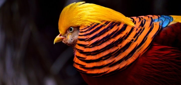 https://cdn1.pokupon.ua/uploaded/new_campaign_pictures/791867/data/main620x292/golden-pheasant-334658_1920.jpg?1630528805