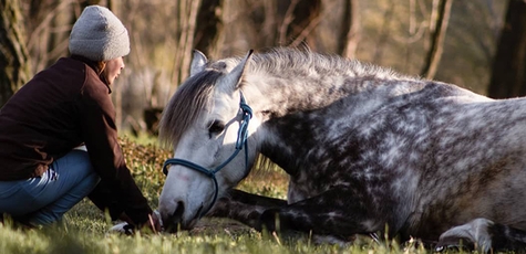 Знижка на прогулянку на коні в «Family_horse_club»