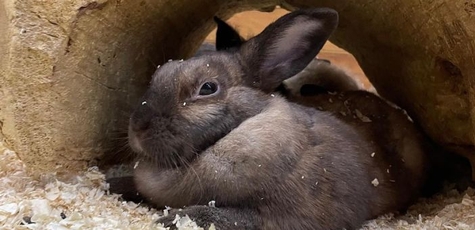 Скидка на входной билет в зоопарк «City Zoo»