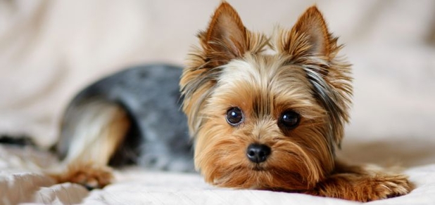 https://cdn1.pokupon.ua/uploaded/new_campaign_pictures/817952/data/main620x292/shutterstock_1792147286.jpg?1642514868