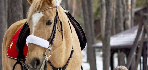 https://cdn1.pokupon.ua/uploaded/new_campaign_pictures/823464/data/main620x292/%D1%8B%D1%81.jpg?1645002679