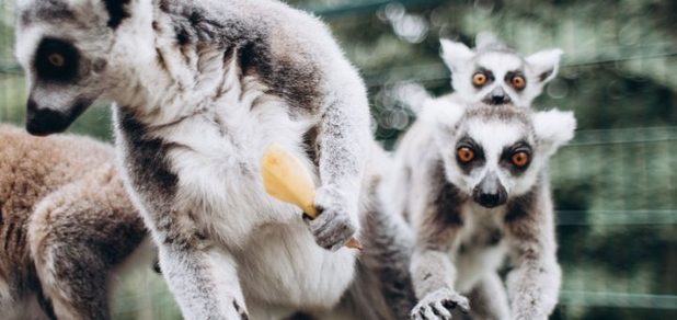 https://cdn1.pokupon.ua/uploaded/new_campaign_pictures/838990/data/main620x292/lemur.jpg?1659002627