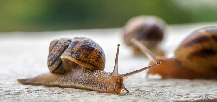 https://cdn1.pokupon.ua/uploaded/new_campaign_pictures/867714/data/main720x340/snails-4228183_1280.png?1685958934