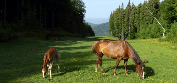 https://cdn1.pokupon.ua/uploaded/new_campaign_pictures/915998/data/main620x292/polonina_2-1030x687.jpeg?1728551084
