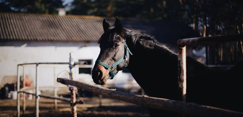 Discount on horseback riding at the Darwin Club