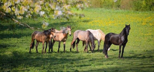 https://cdn1.pokupon.ua/uploaded/new_campaign_pictures/939085/data/main620x292/1509843_721407294642564_2253916971673696362_n20220719-2573190-1bay43y20230511-2188167-wlos0p20240423-1997017-11fa1w520250605-1249196-15ur16n.jpg?1749125436