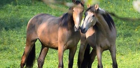 Скидка на конные прогулки от клуба «Скиф»