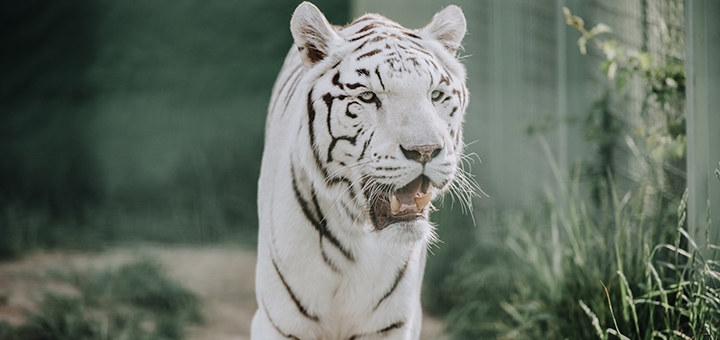 Билеты на посещение зоопарка «XII Месяцев»