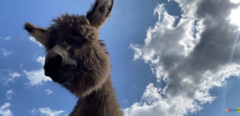 Відвідування віслючої ферми «Osloff» з дегустацією