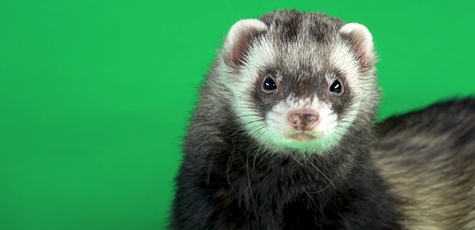 Скидка 50% на 2 билета в зоопарк «Живая планета»