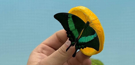 Скидка 50% на Выставку живых тропических бабочек