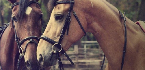 Скидка 40% на прогулки верхом на лошади в Аргамак