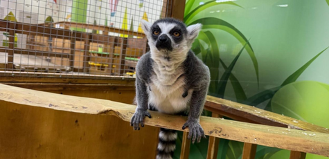 Знижка 25% на квиток до зоопарку «City Zoo»