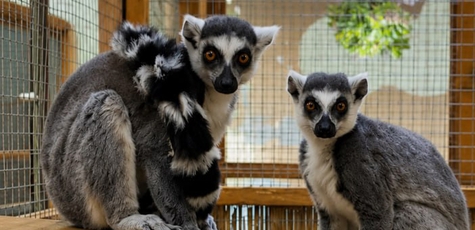 25% discount on admission to Makki-Pakki Zoo